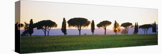 Rows of Cypress and Parasol Pine Trees, Sunrise, Grosseto Province, Tuscany, Italy-Bruno Morandi-Stretched Canvas