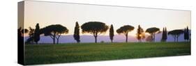 Rows of Cypress and Parasol Pine Trees, Sunrise, Grosseto Province, Tuscany, Italy-Bruno Morandi-Stretched Canvas
