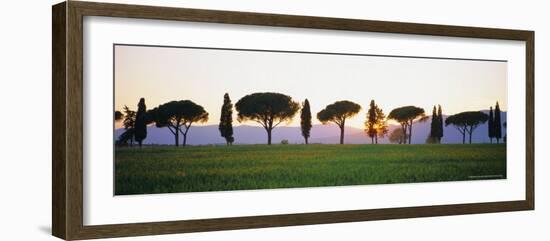 Rows of Cypress and Parasol Pine Trees, Sunrise, Grosseto Province, Tuscany, Italy-Bruno Morandi-Framed Photographic Print