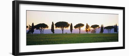 Rows of Cypress and Parasol Pine Trees, Sunrise, Grosseto Province, Tuscany, Italy-Bruno Morandi-Framed Photographic Print