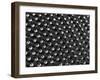 Rows of Doll's Eyes-null-Framed Premium Photographic Print