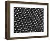 Rows of Doll's Eyes-null-Framed Photographic Print