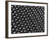 Rows of Doll's Eyes-null-Framed Photographic Print