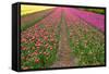 Rows of Dutch Tulips-neirfy-Framed Stretched Canvas