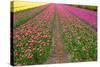 Rows of Dutch Tulips-neirfy-Stretched Canvas