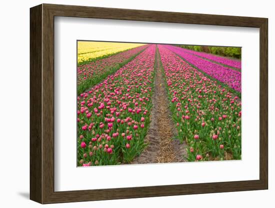 Rows of Dutch Tulips-neirfy-Framed Photographic Print