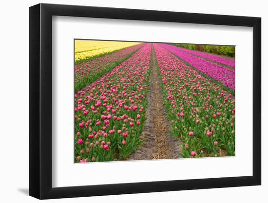 Rows of Dutch Tulips-neirfy-Framed Photographic Print