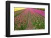 Rows of Dutch Tulips-neirfy-Framed Photographic Print