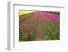 Rows of Dutch Tulips-neirfy-Framed Photographic Print