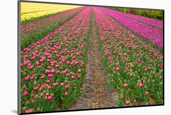 Rows of Dutch Tulips-neirfy-Mounted Photographic Print