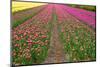 Rows of Dutch Tulips-neirfy-Mounted Photographic Print