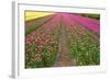 Rows of Dutch Tulips-neirfy-Framed Photographic Print