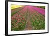 Rows of Dutch Tulips-neirfy-Framed Photographic Print