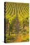 Rows of Grape Vines in Vineyard Near to Vezelay in Burgundy, France, Europe-Julian Elliott-Stretched Canvas