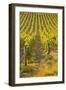 Rows of Grape Vines in Vineyard Near to Vezelay in Burgundy, France, Europe-Julian Elliott-Framed Photographic Print