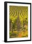 Rows of Grape Vines in Vineyard Near to Vezelay in Burgundy, France, Europe-Julian Elliott-Framed Photographic Print