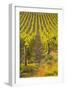 Rows of Grape Vines in Vineyard Near to Vezelay in Burgundy, France, Europe-Julian Elliott-Framed Photographic Print