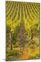 Rows of Grape Vines in Vineyard Near to Vezelay in Burgundy, France, Europe-Julian Elliott-Mounted Photographic Print