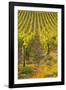 Rows of Grape Vines in Vineyard Near to Vezelay in Burgundy, France, Europe-Julian Elliott-Framed Photographic Print