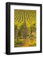 Rows of Grape Vines in Vineyard Near to Vezelay in Burgundy, France, Europe-Julian Elliott-Framed Photographic Print