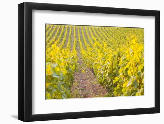 Rows of Grape Vines in Vineyard Near to Vezelay in Burgundy, France, Europe-Julian Elliott-Framed Photographic Print