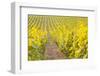 Rows of Grape Vines in Vineyard Near to Vezelay in Burgundy, France, Europe-Julian Elliott-Framed Photographic Print