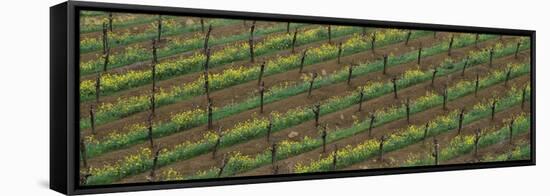 Rows of grape vines with mustard in bloom-null-Framed Stretched Canvas