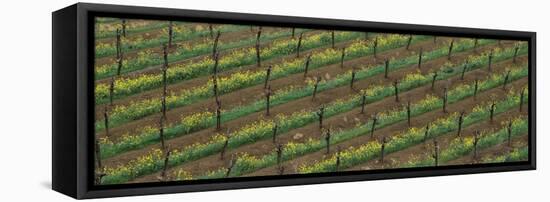 Rows of grape vines with mustard in bloom-null-Framed Stretched Canvas