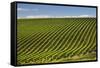 Rows of Grapevines in the Barossa Valley-Jon Hicks-Framed Stretched Canvas