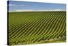 Rows of Grapevines in the Barossa Valley-Jon Hicks-Stretched Canvas