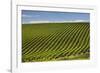 Rows of Grapevines in the Barossa Valley-Jon Hicks-Framed Photographic Print