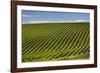 Rows of Grapevines in the Barossa Valley-Jon Hicks-Framed Photographic Print