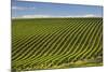 Rows of Grapevines in the Barossa Valley-Jon Hicks-Mounted Photographic Print