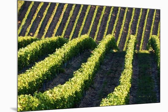 Rows of Harvest Grapes Rolling over the Hillside-null-Mounted Premium Photographic Print