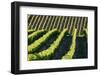 Rows of Harvest Grapes Rolling over the Hillside-null-Framed Photographic Print