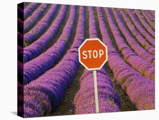 Rows of Lavender and Stop Sign, Provence, France-Jim Zuckerman-Stretched Canvas