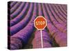 Rows of Lavender and Stop Sign, Provence, France-Jim Zuckerman-Stretched Canvas