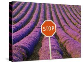 Rows of Lavender and Stop Sign, Provence, France-Jim Zuckerman-Stretched Canvas