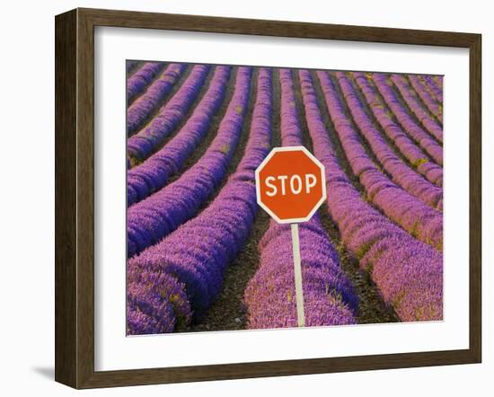 Rows of Lavender and Stop Sign, Provence, France-Jim Zuckerman-Framed Photographic Print