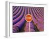 Rows of Lavender and Stop Sign, Provence, France-Jim Zuckerman-Framed Photographic Print