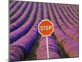 Rows of Lavender and Stop Sign, Provence, France-Jim Zuckerman-Mounted Photographic Print