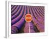 Rows of Lavender and Stop Sign, Provence, France-Jim Zuckerman-Framed Photographic Print