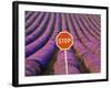 Rows of Lavender and Stop Sign, Provence, France-Jim Zuckerman-Framed Photographic Print