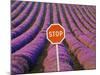 Rows of Lavender and Stop Sign, Provence, France-Jim Zuckerman-Mounted Photographic Print