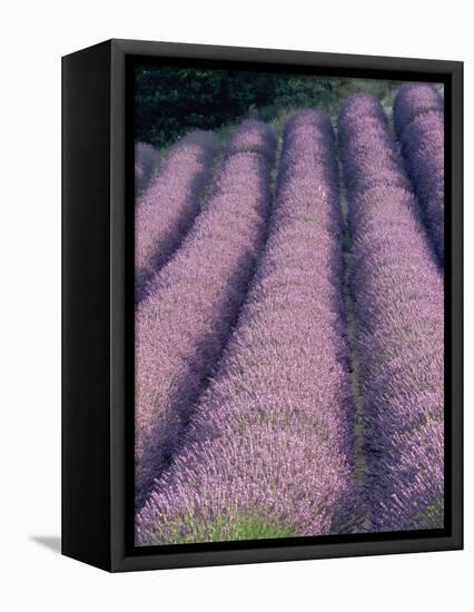 Rows of Lavender in Bloom-Owen Franken-Framed Stretched Canvas