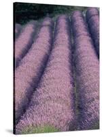 Rows of Lavender in Bloom-Owen Franken-Stretched Canvas