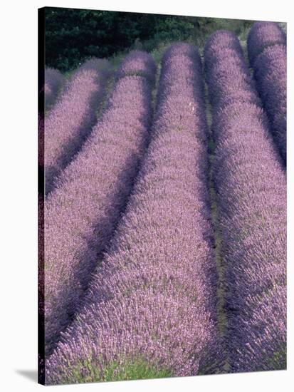 Rows of Lavender in Bloom-Owen Franken-Stretched Canvas