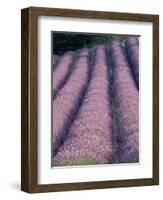 Rows of Lavender in Bloom-Owen Franken-Framed Photographic Print