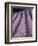 Rows of Lavender in Bloom-Owen Franken-Framed Photographic Print