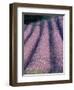 Rows of Lavender in Bloom-Owen Franken-Framed Photographic Print